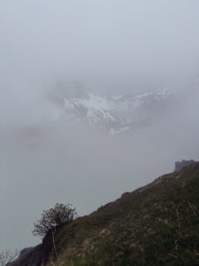schafgafall ()